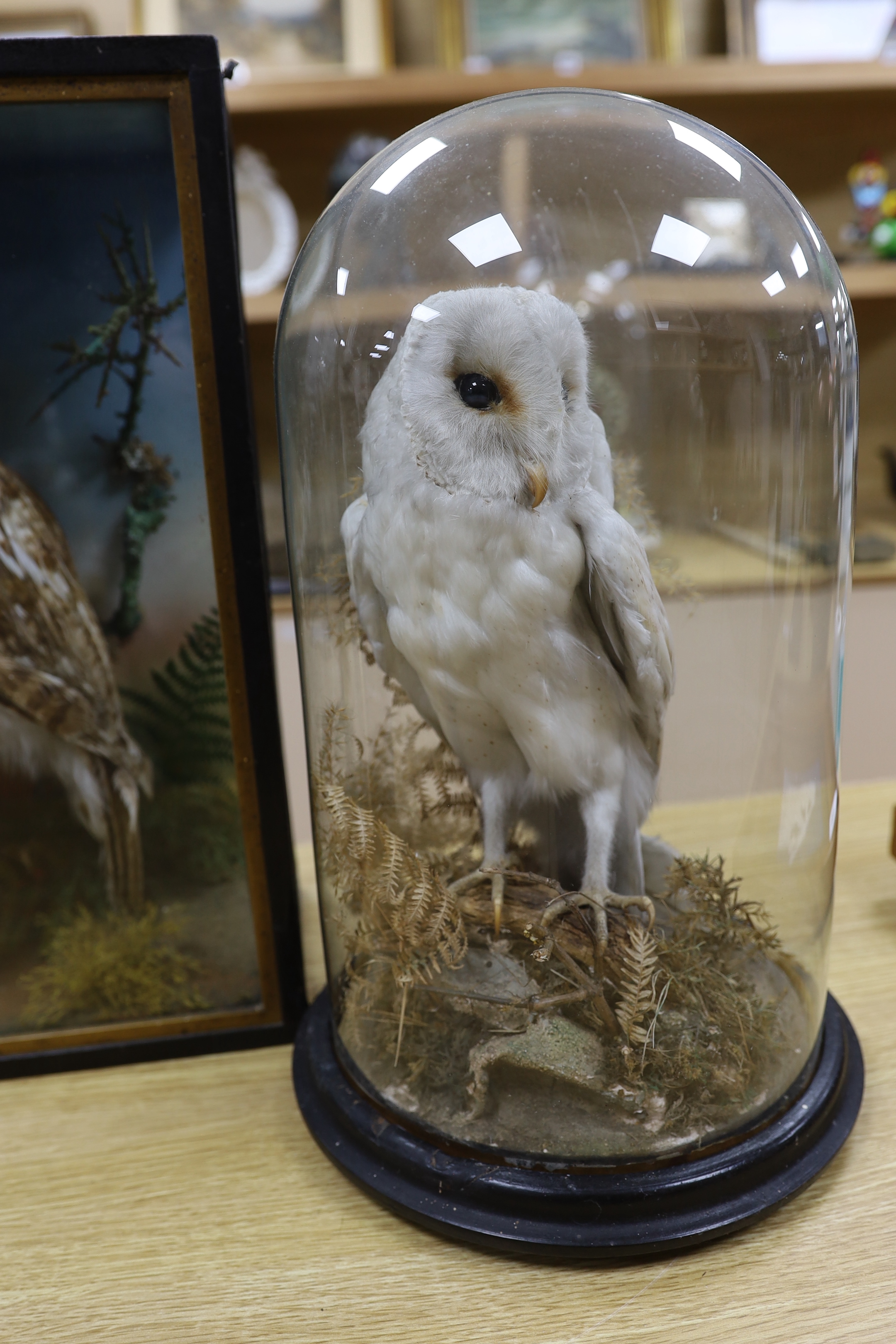 Three taxidermy displays comprising Tawny and Snowy owls and a Kingfisher, largest 46cm high